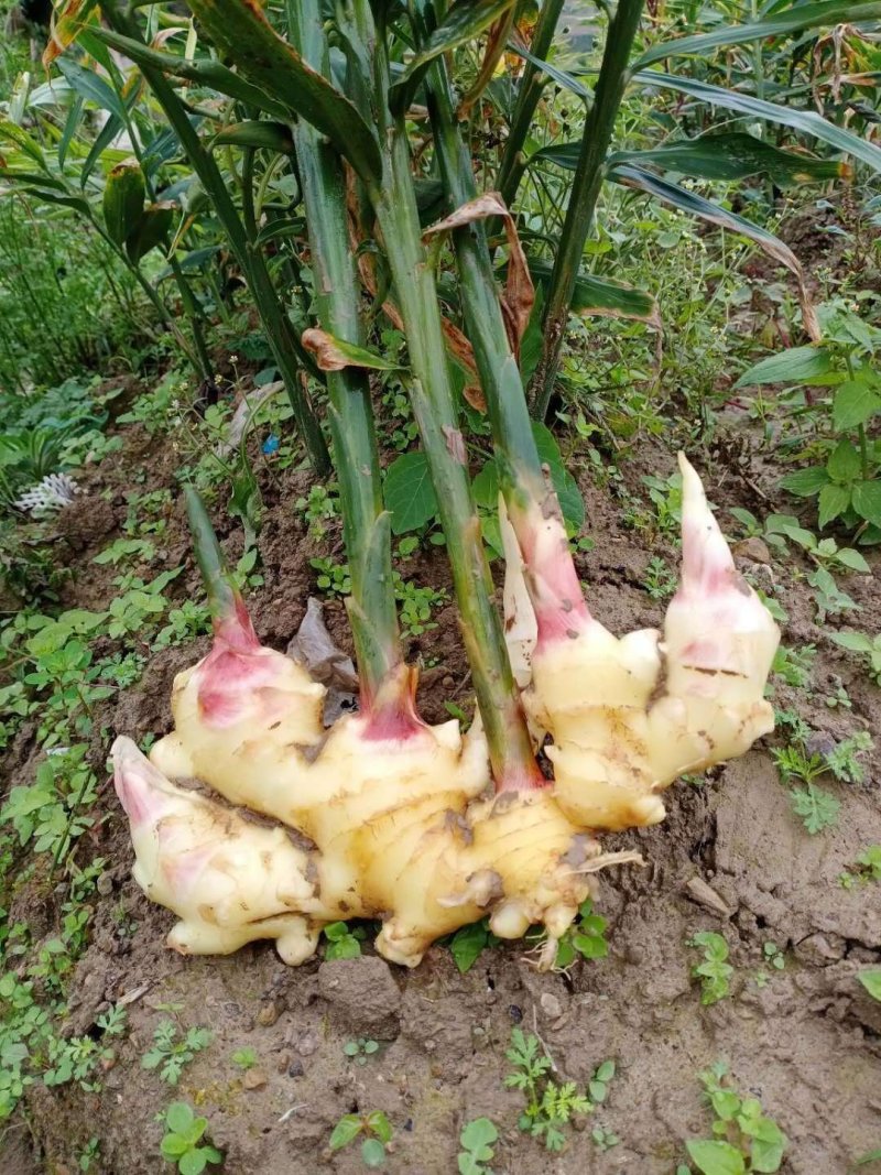 大福姜，二黄姜，出土时间在即，需要订单联系