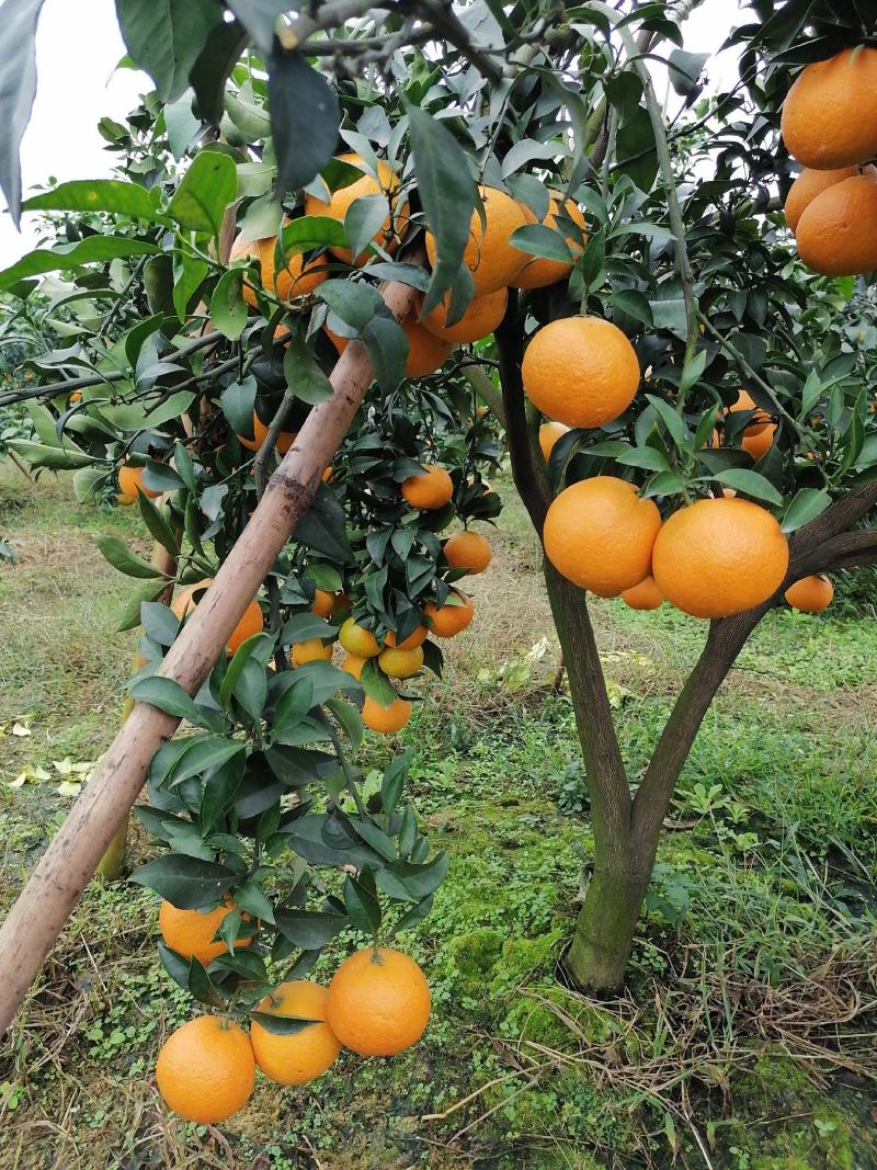 眉山东坡区爱媛果冻橙大量上市味道巴适颜色好
