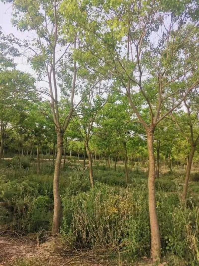 乌桕12公分，批量装车供应