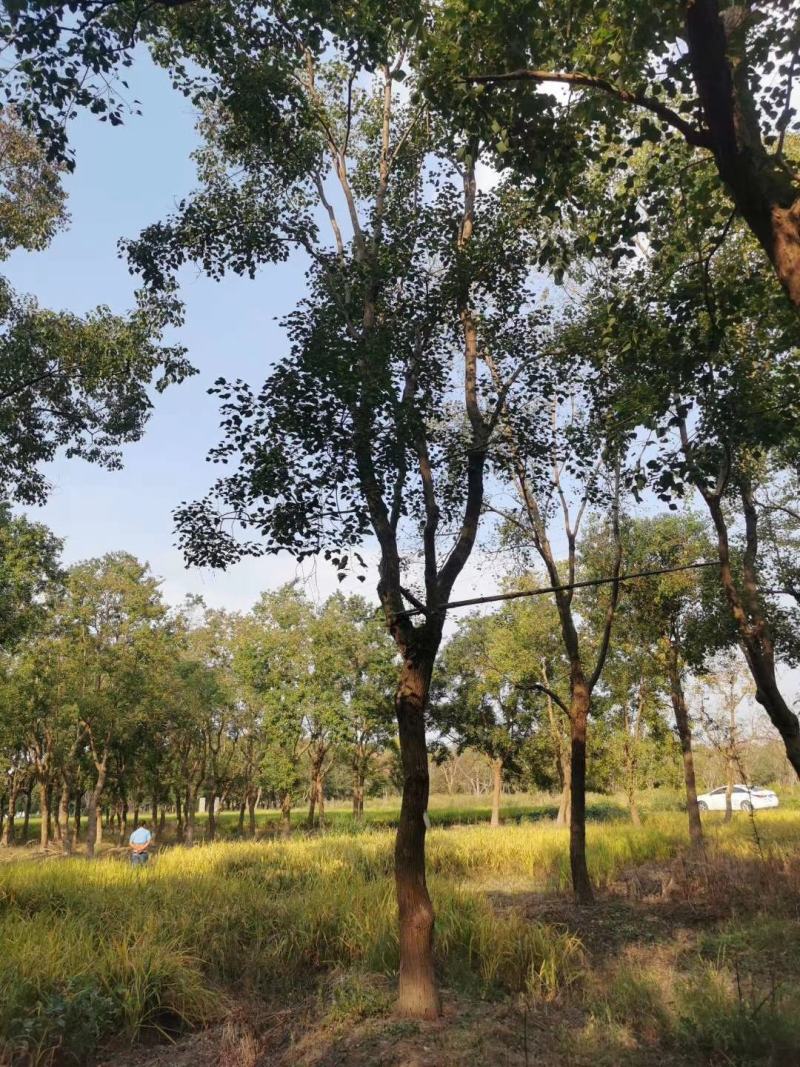 乌桕12公分，批量装车供应