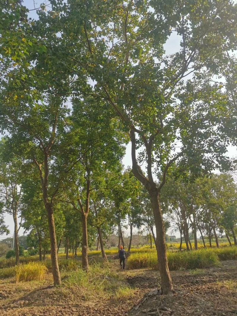 乌桕12公分，批量装车供应