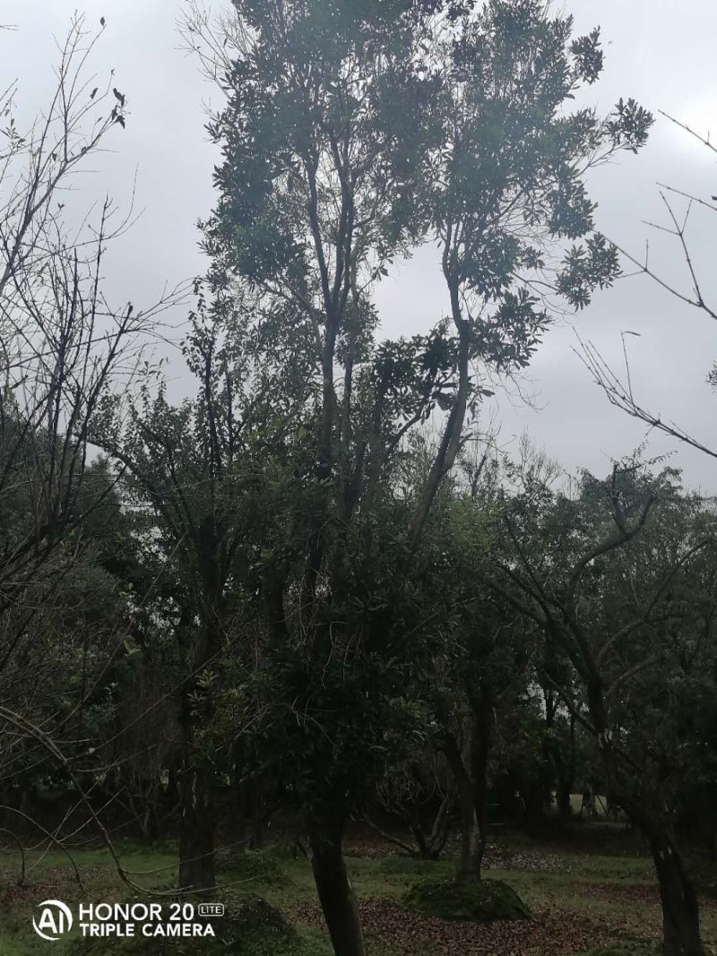 杨梅移栽