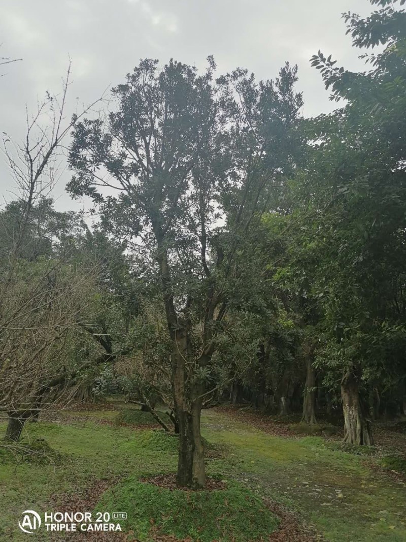 杨梅移栽