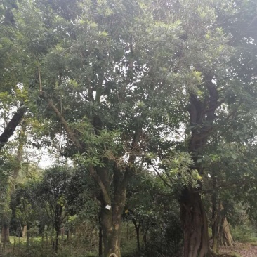 杨梅移栽