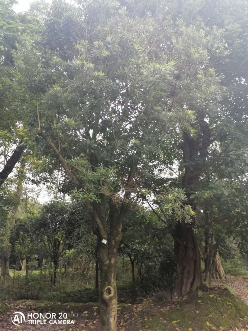 杨梅移栽
