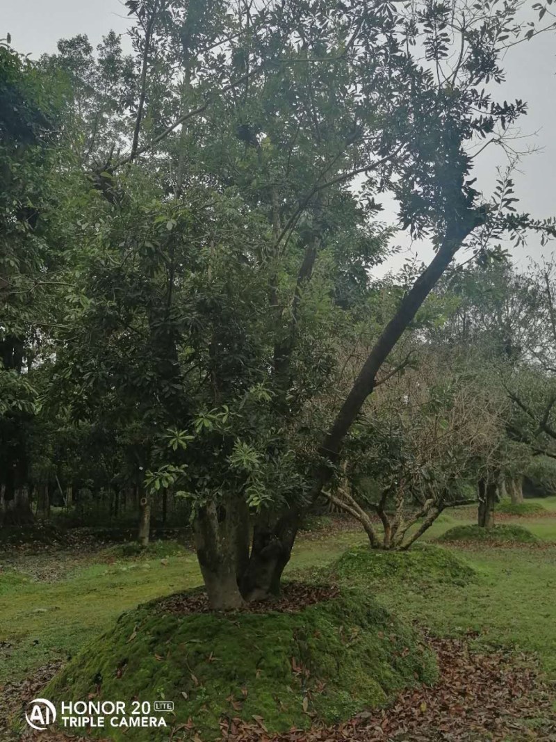 杨梅移栽