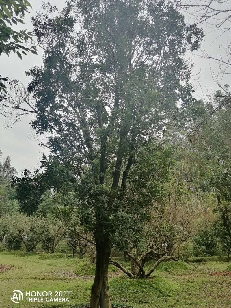 杨梅移栽