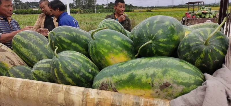 西瓜西瓜西西瓜顺顺利利
