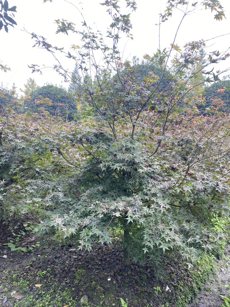 日本红枫，日本红枫基地，日本红枫价格