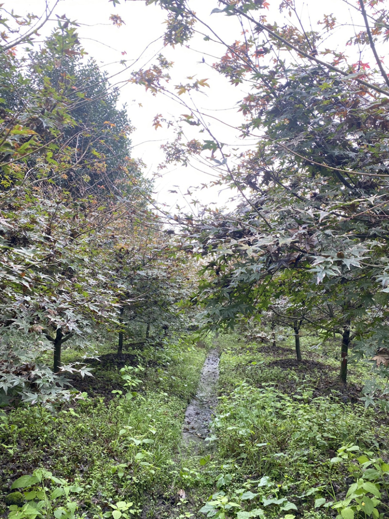 日本红枫，日本红枫基地，日本红枫价格