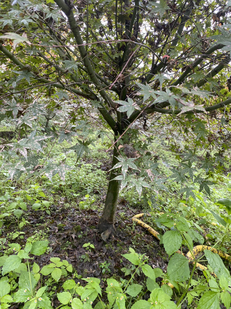 日本红枫，日本红枫基地，日本红枫价格