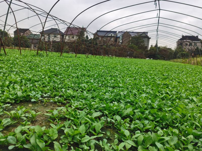 大量批发马兰头