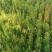 小叶黄杨，3O到40，冠2O的，量大从优