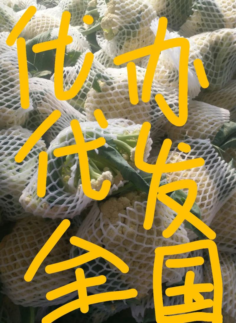 山东单县大量供应青梗散花有机松菜花，常年代办