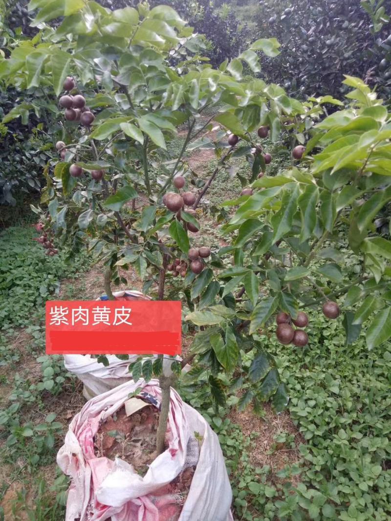 紫色黄皮果苗品种保证新品种