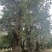 黄角兰移栽苗，高度8-10公分，米径20-40公分