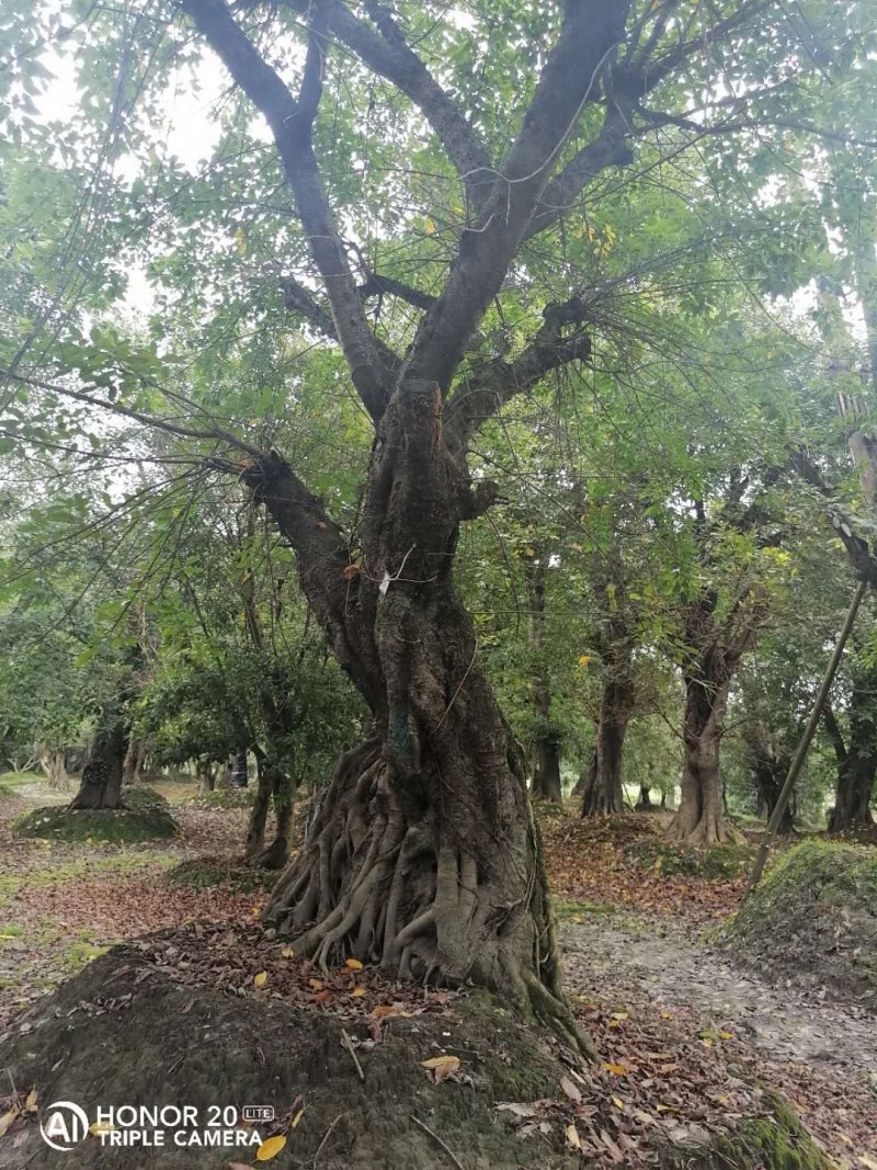 黄角兰移栽苗，高度8-10公分，米径20-40公分