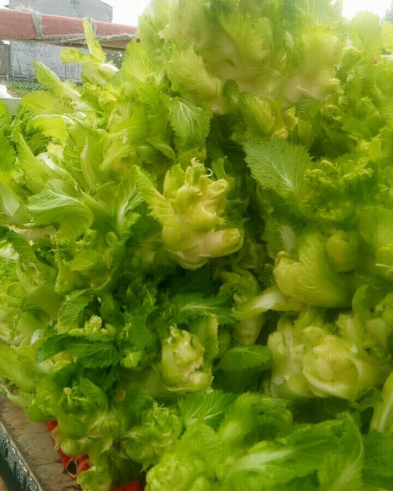 儿菜，万亩基地大量上市，一手货源产地直销直发