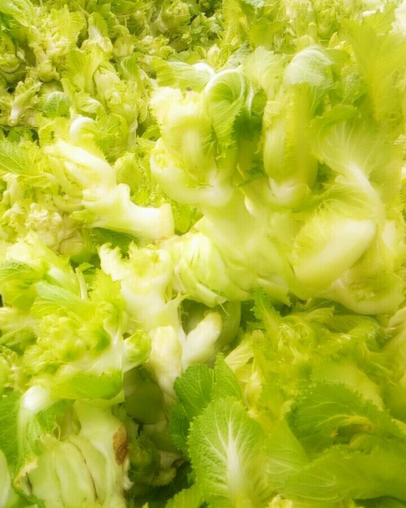 儿菜，万亩基地大量上市，一手货源产地直销直发