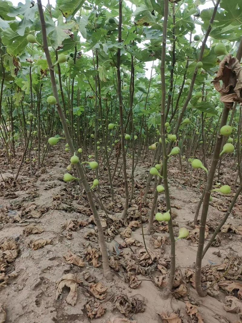 紫色无花果苗、产量高抗病毒性强、适应能力强、基地起苗保湿