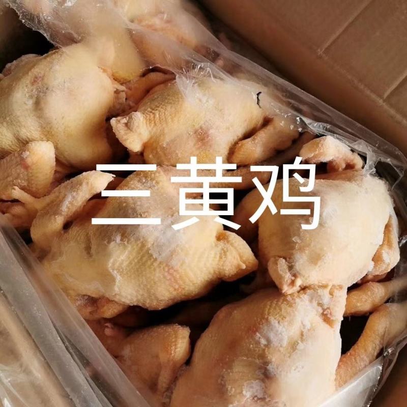 三黄鸡，92一件，抛货价格，货不多厂家直接发货