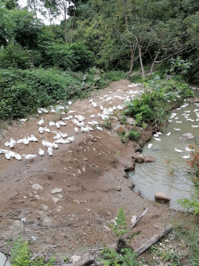 奥白星肉鸭，批发，零售