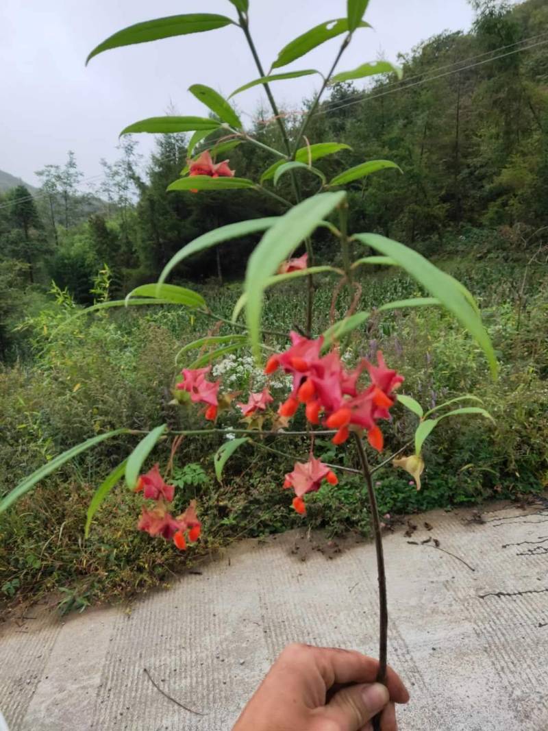 金丝吊（卫矛）蝴蝶庭院绿化，盆景素材庭院绿化风景