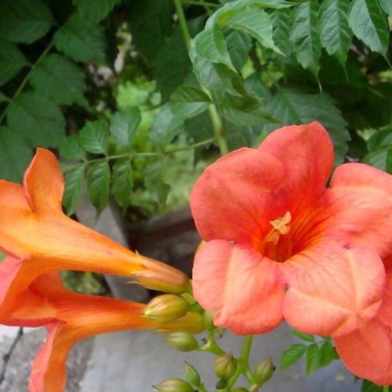 美国凌霄花苗爬藤植物耐寒庭院花园阳台攀援花卉藤本苗