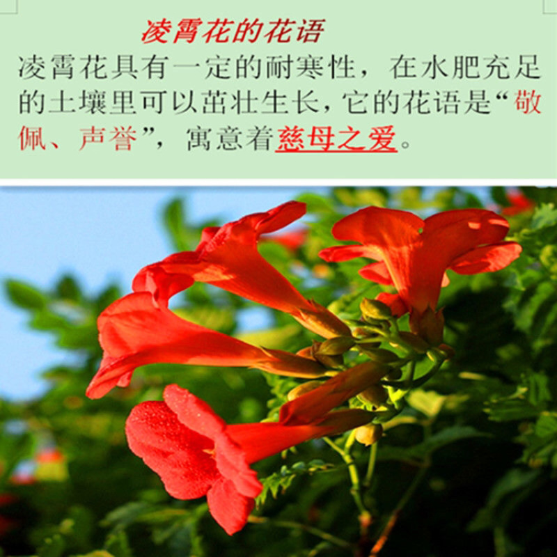 美国凌霄花苗爬藤植物耐寒庭院花园阳台攀援花卉藤本苗