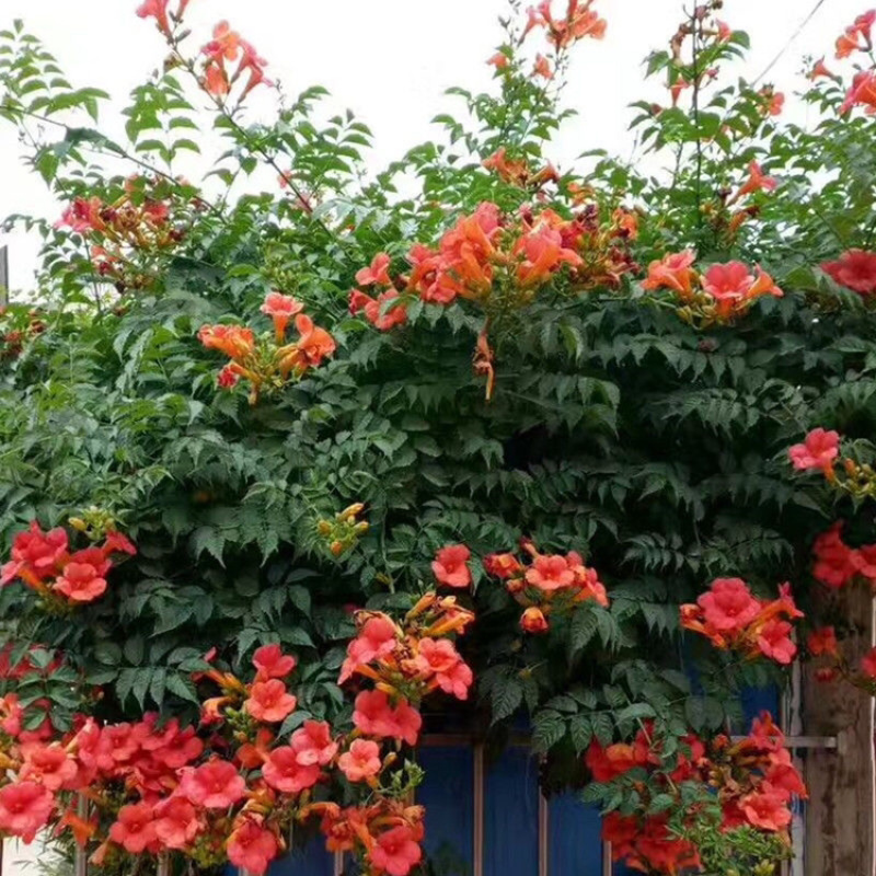 美国凌霄花苗爬藤植物耐寒庭院花园阳台攀援花卉藤本苗