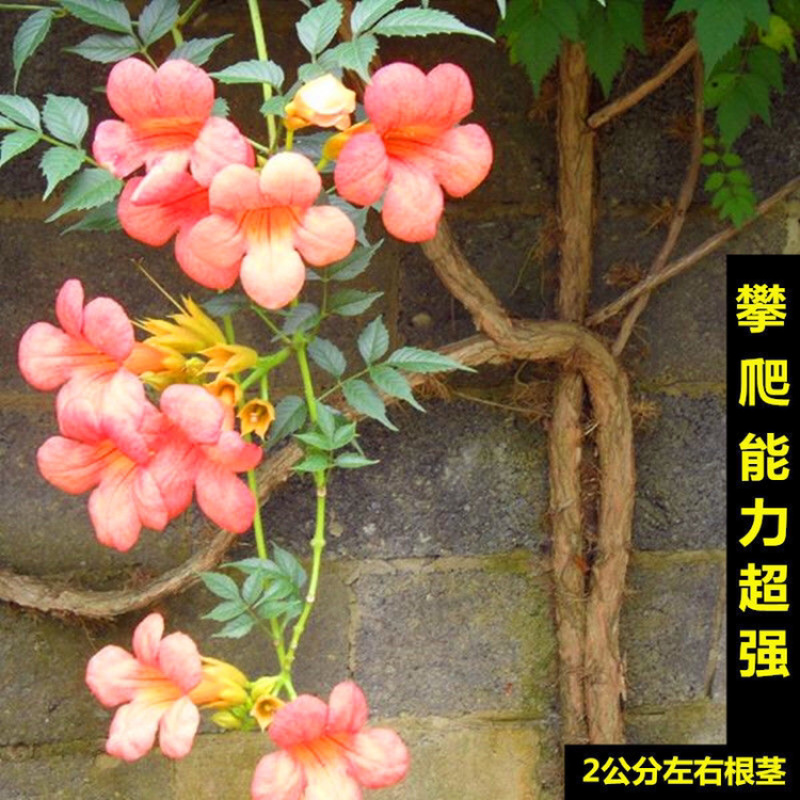 美国凌霄花苗爬藤植物耐寒庭院花园阳台攀援花卉藤本苗