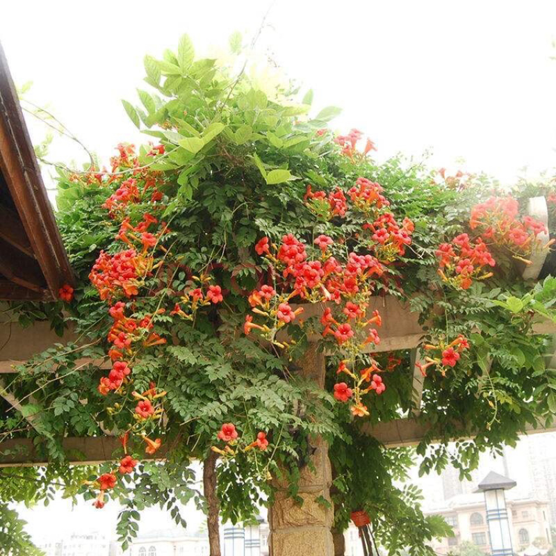 美国凌霄花苗爬藤植物耐寒庭院花园阳台攀援花卉藤本苗