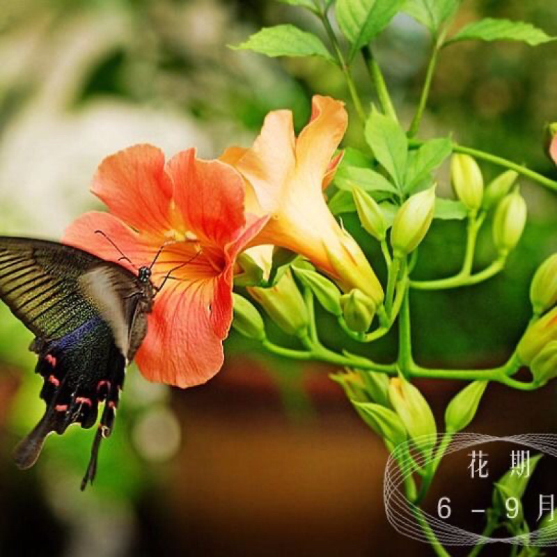 美国凌霄花苗爬藤植物耐寒庭院花园阳台攀援花卉藤本苗