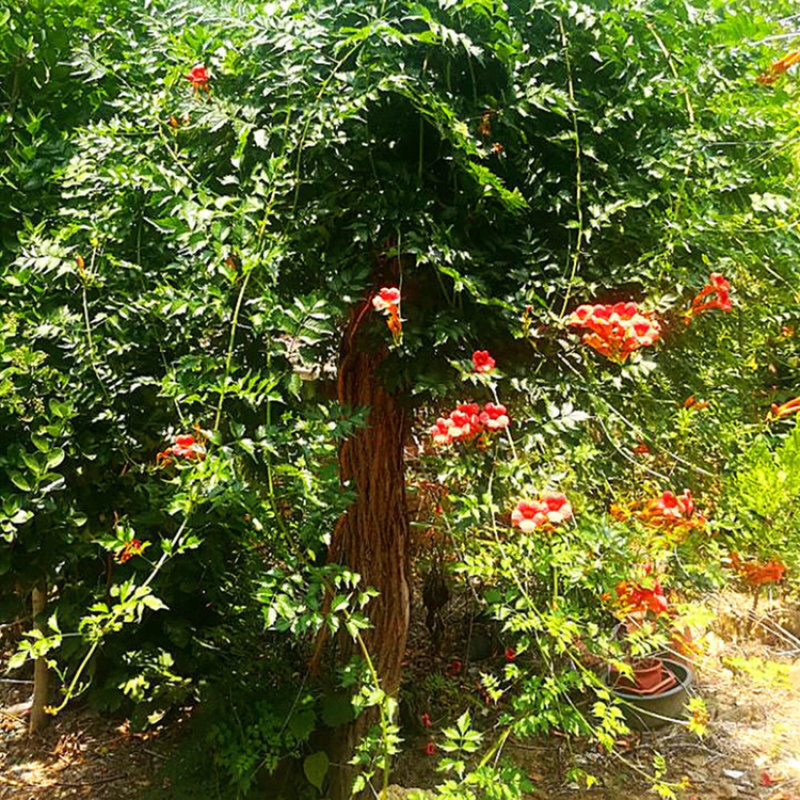 美国凌霄花苗爬藤植物耐寒庭院花园阳台攀援花卉藤本苗