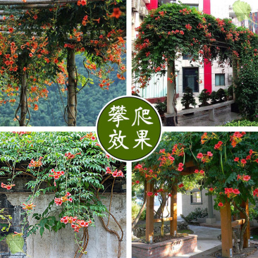 美国凌霄花苗爬藤植物耐寒庭院花园阳台攀援花卉藤本苗