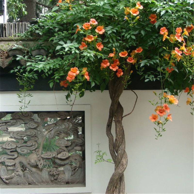 美国凌霄花苗爬藤植物耐寒庭院花园阳台攀援花卉藤本苗