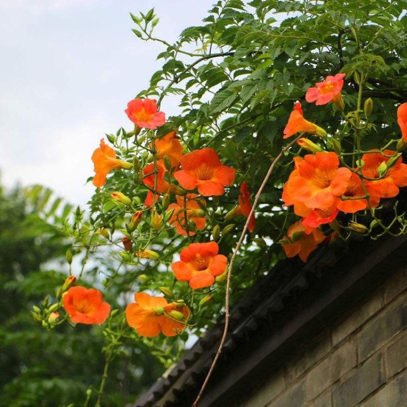 美国凌霄花苗爬藤植物耐寒庭院花园阳台攀援花卉藤本苗