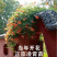 美国凌霄花苗爬藤植物耐寒庭院花园阳台攀援花卉藤本苗