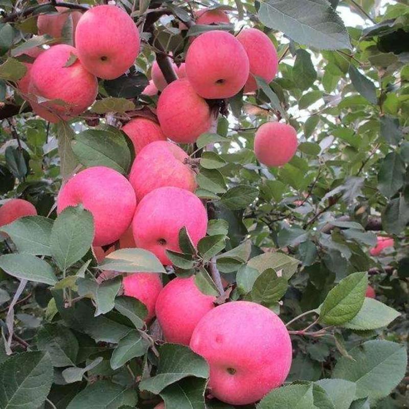 脆甜红富士苹果苗烟富士包栽活基地直供技术指导欢迎采购