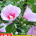 重瓣红花木槿树苗可食用红花木槿苗朝开幕落花庭院阳台栽种花