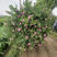 重瓣红花木槿树苗可食用红花木槿苗朝开幕落花庭院阳台栽种花