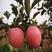 红富士苹果苗脆甜苹果苗一到五年苗方面挂果南北种植技术支持