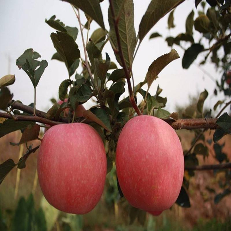 红富士苹果苗脆甜苹果苗一到五年苗方面挂果南北种植技术支持