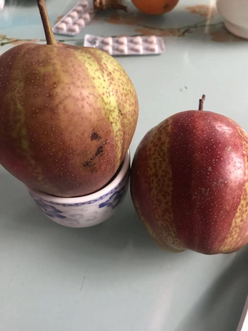 【精选】早酥红梨苗彩红梨树苗早酥红梨树苗结果早