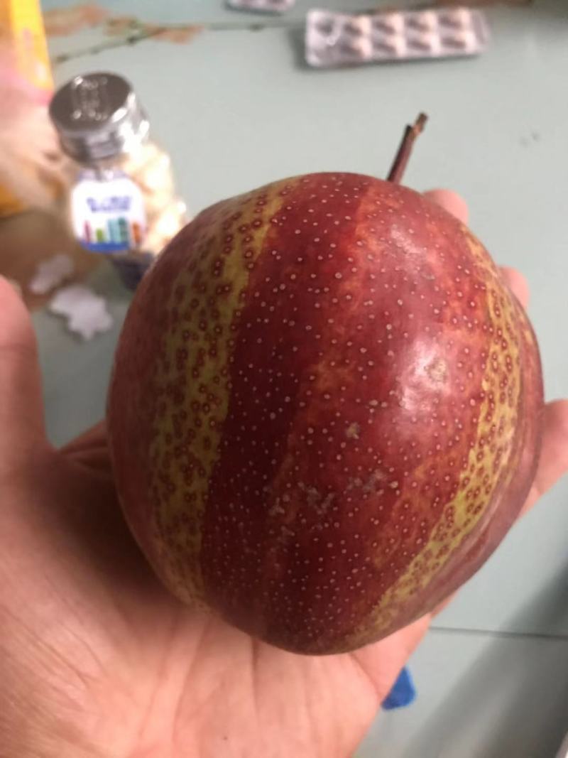 【精选】早酥红梨苗彩红梨树苗早酥红梨树苗结果早