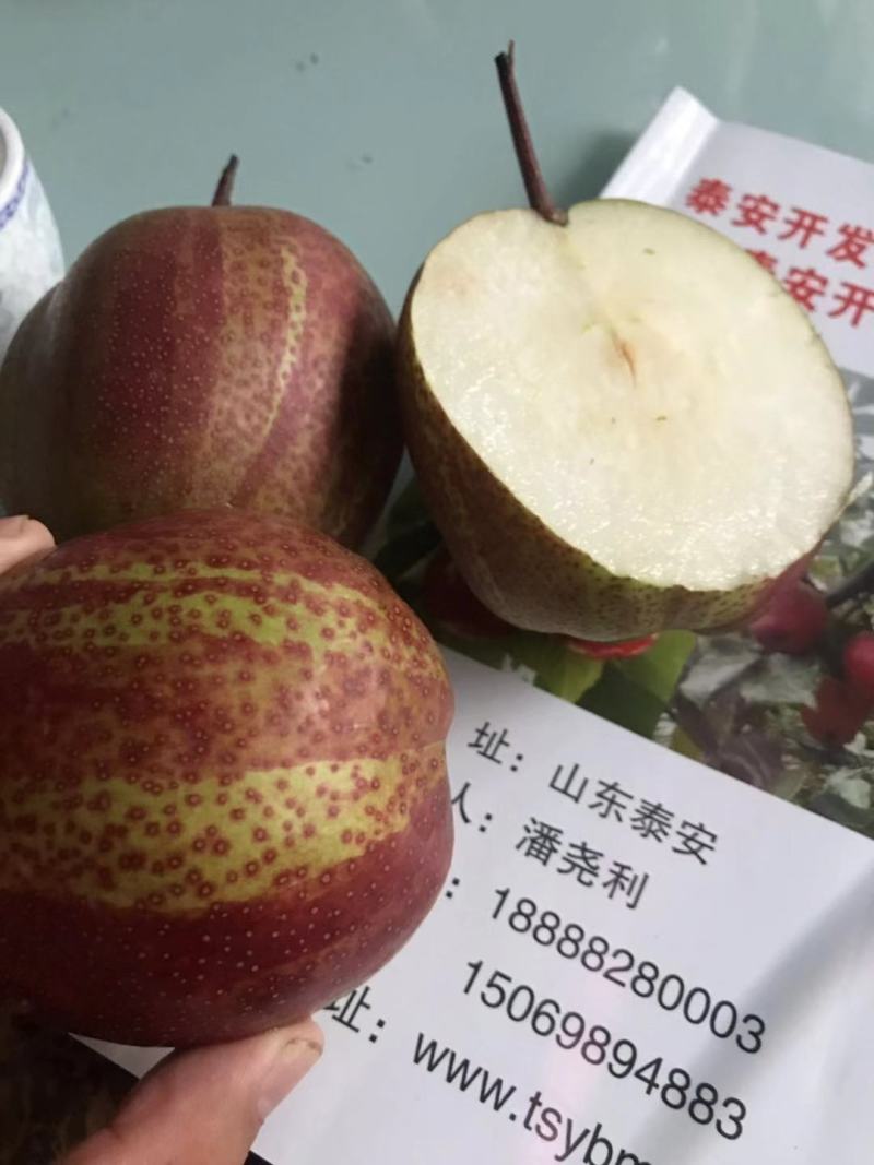 【精选】早酥红梨苗彩红梨树苗早酥红梨树苗结果早