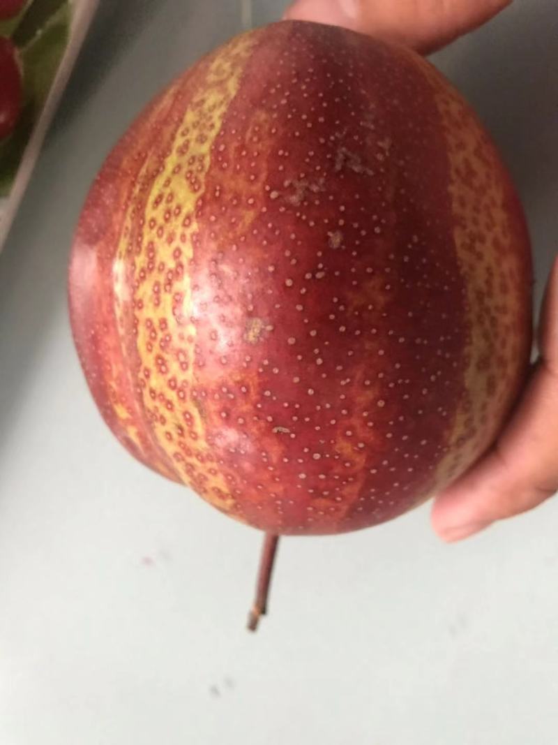【精选】早酥红梨苗彩红梨树苗早酥红梨树苗结果早
