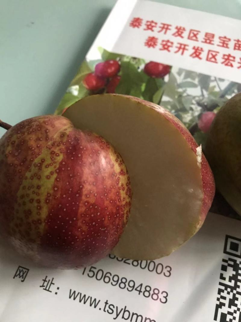 【精选】早酥红梨苗彩红梨树苗早酥红梨树苗结果早