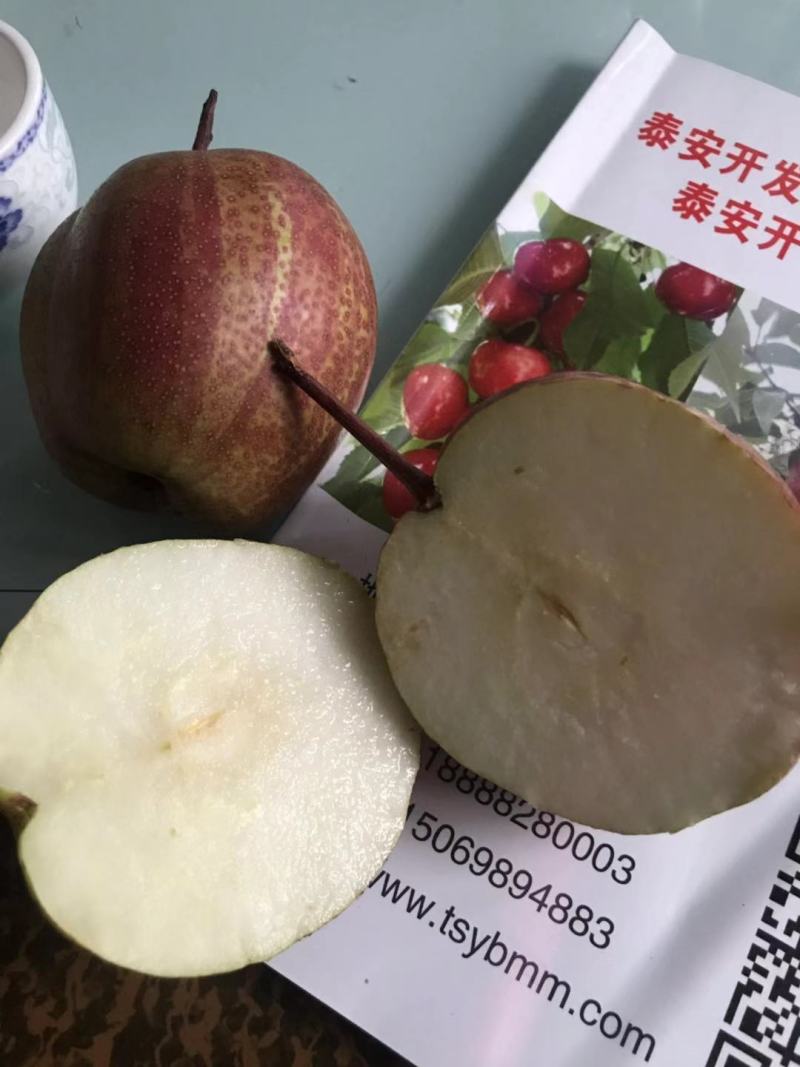 【精选】早酥红梨苗彩红梨树苗早酥红梨树苗结果早