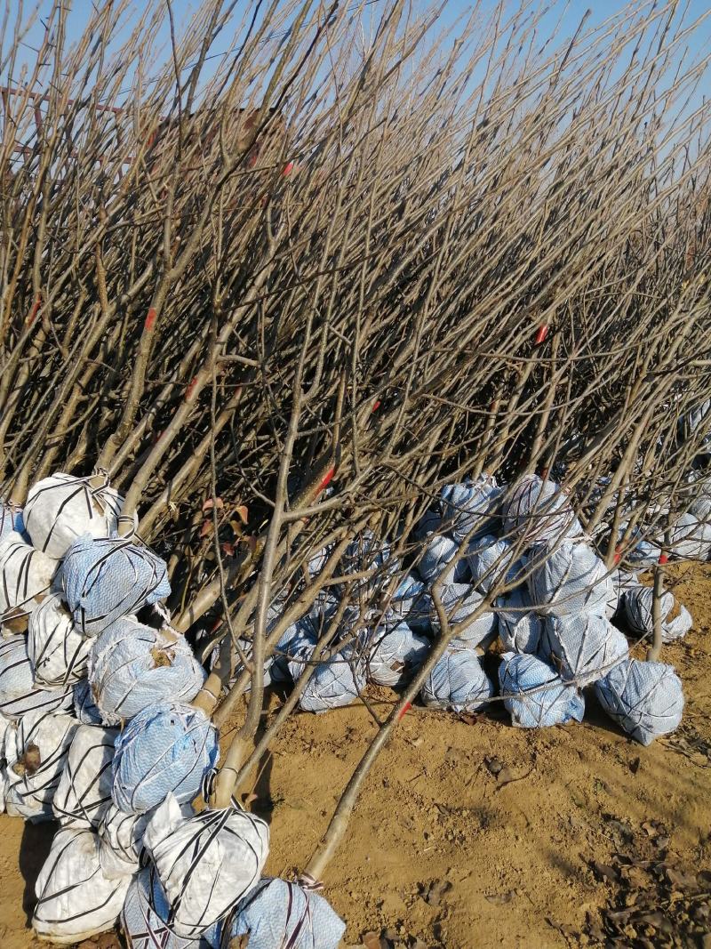 【精选】早酥红梨苗彩红梨树苗早酥红梨树苗结果早